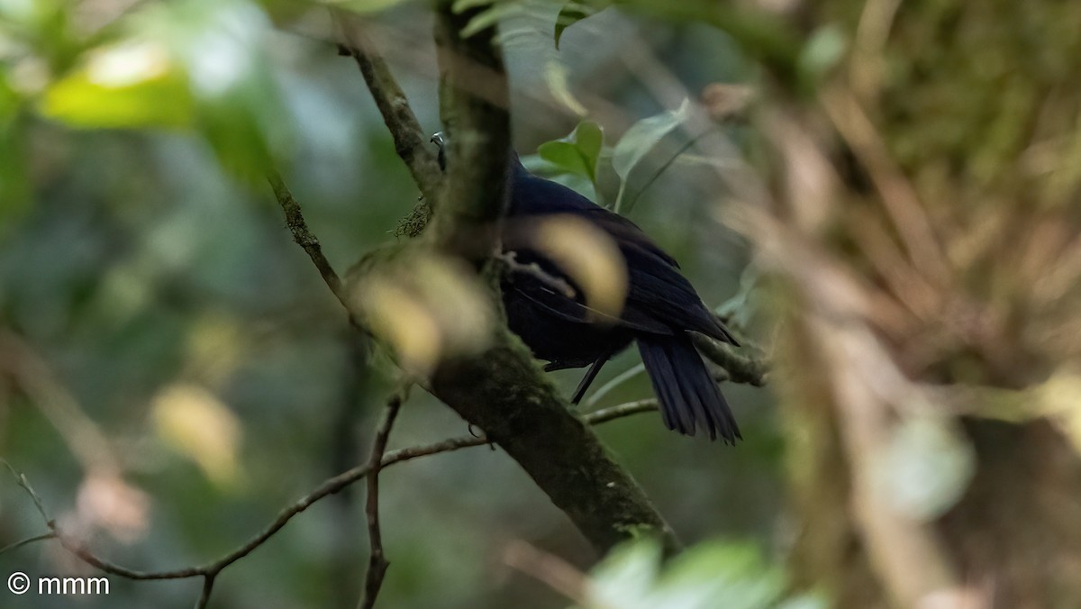 Javan Whistling-Thrush - ML622603709