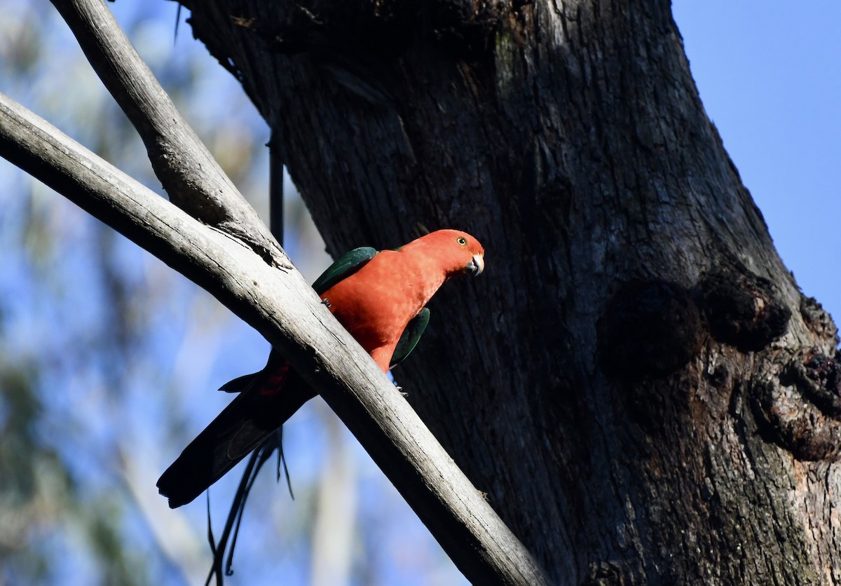 Australian King-Parrot - ML622603762