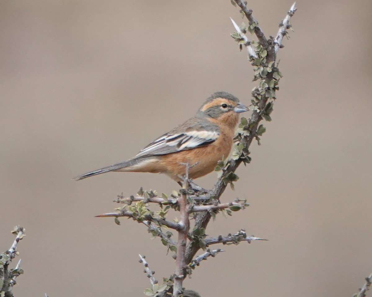 Cinnamon Warbling Finch - ML622603858