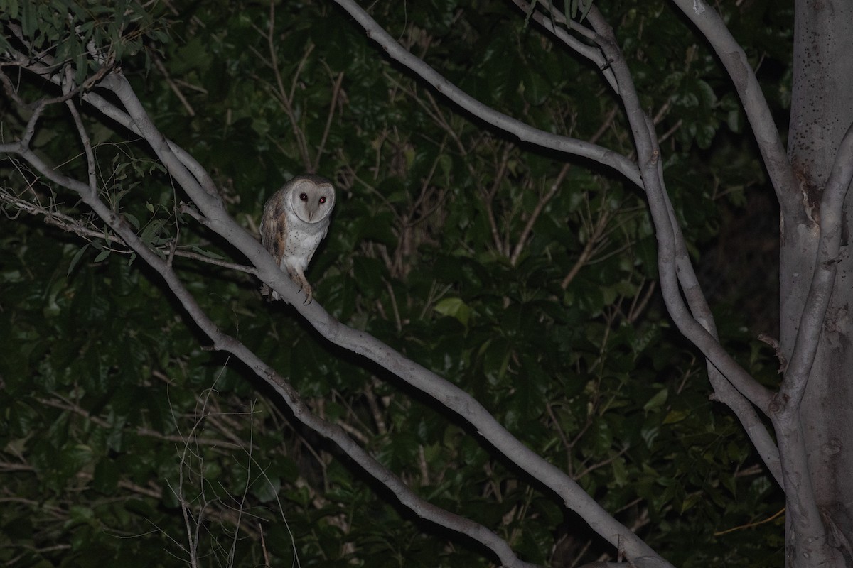 Barn Owl (Eastern) - ML622603861