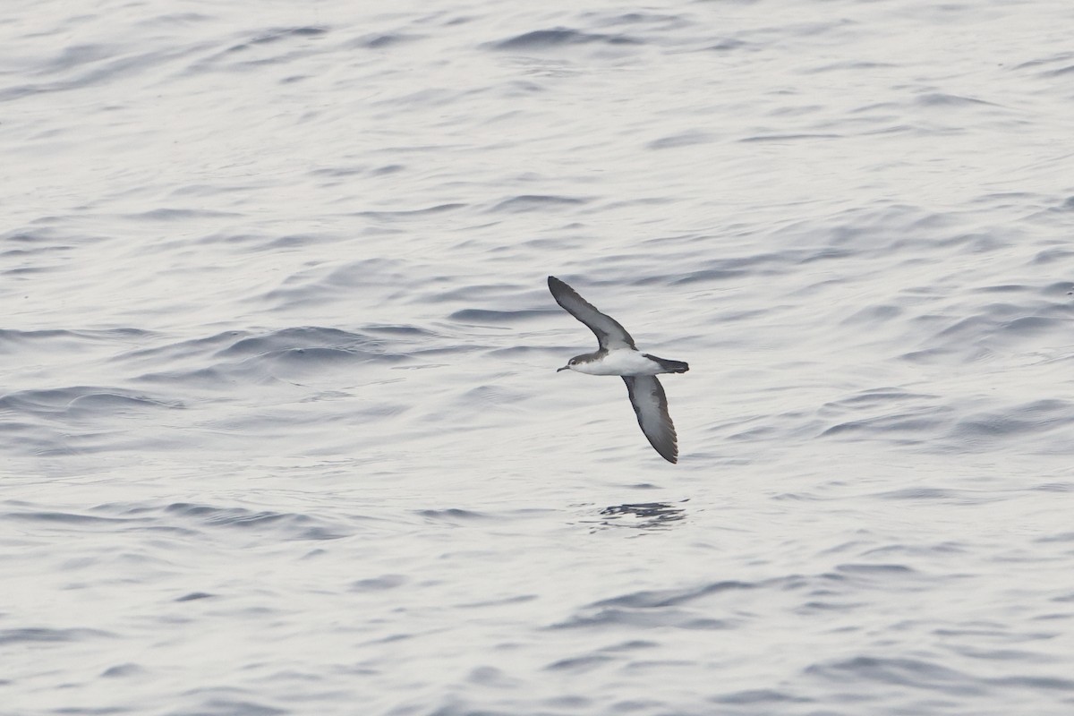 Boyd's Shearwater - ML622603863