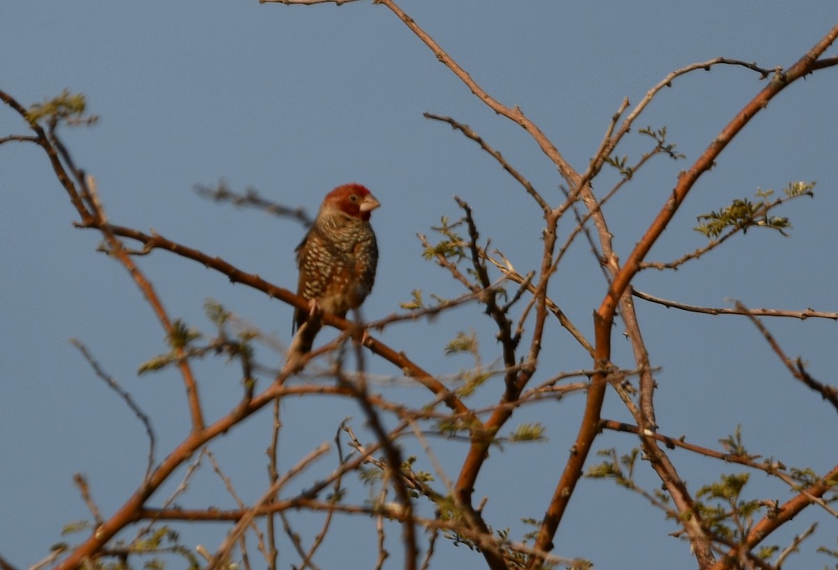 Red-headed Finch - ML622603866