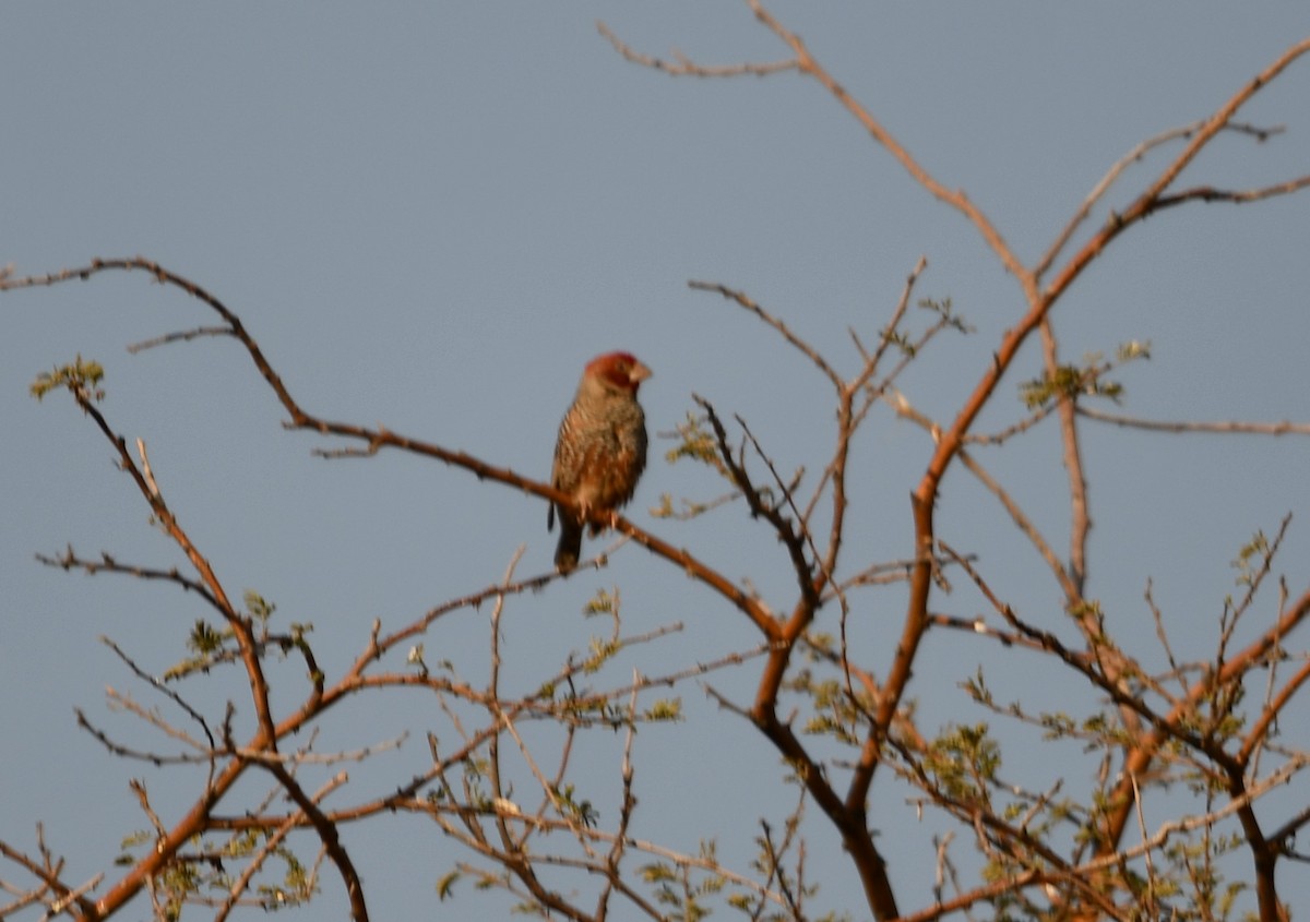 Red-headed Finch - ML622603879