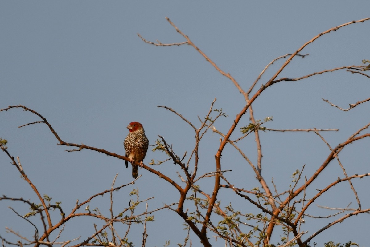 Red-headed Finch - ML622603907