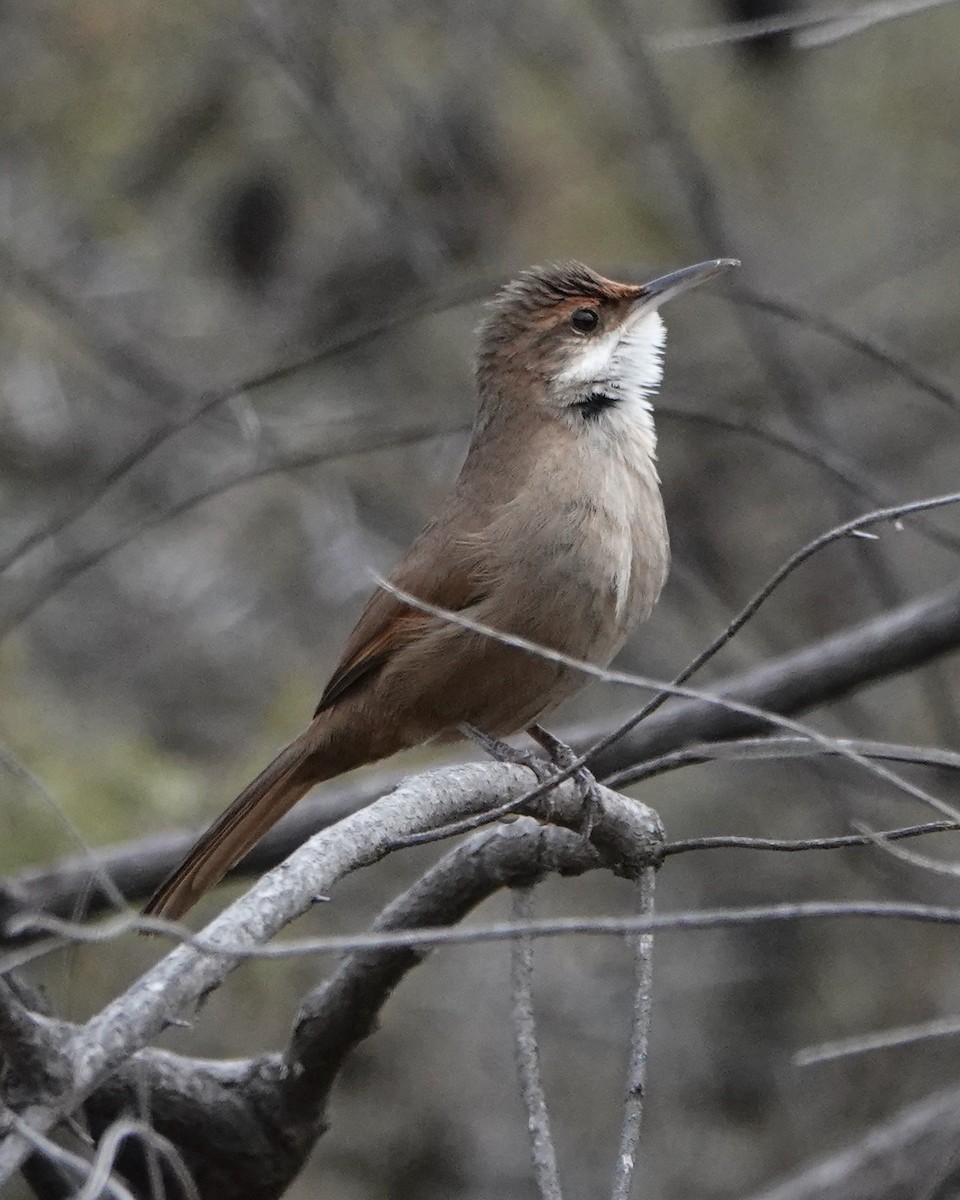 Chaco Earthcreeper - Dan Rabosky