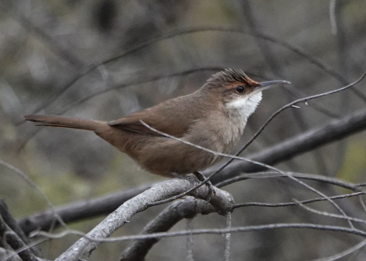 Chaco Earthcreeper - Dan Rabosky