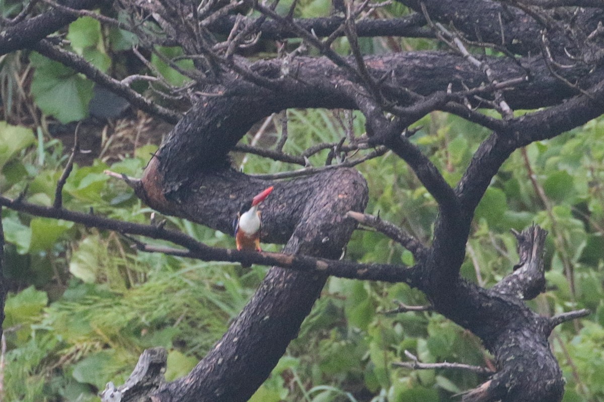 Black-capped Kingfisher - ML622603972