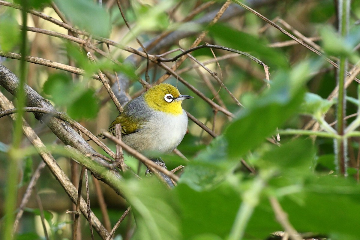 Graumantel-Brillenvogel - ML622604060