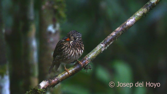 White-chested Puffbird - ML622604092
