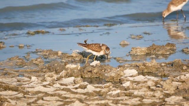 Wood Sandpiper - ML622604208