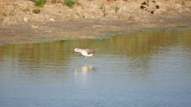 Marsh Sandpiper - ML622604210