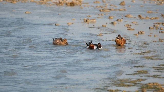 Northern Shoveler - ML622604214