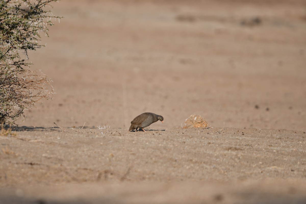 Red-billed Spurfowl - ML622604232