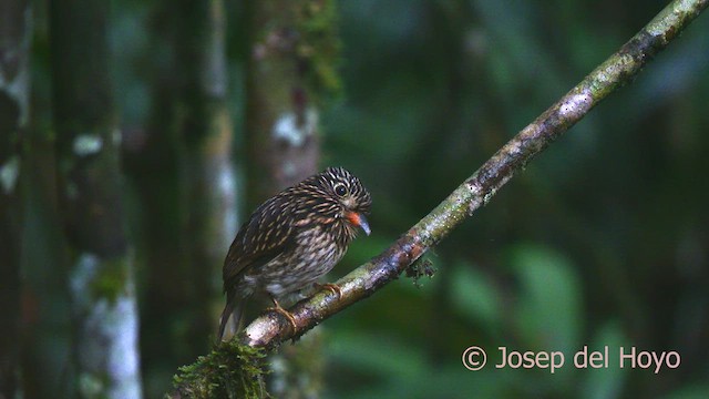White-chested Puffbird - ML622604265
