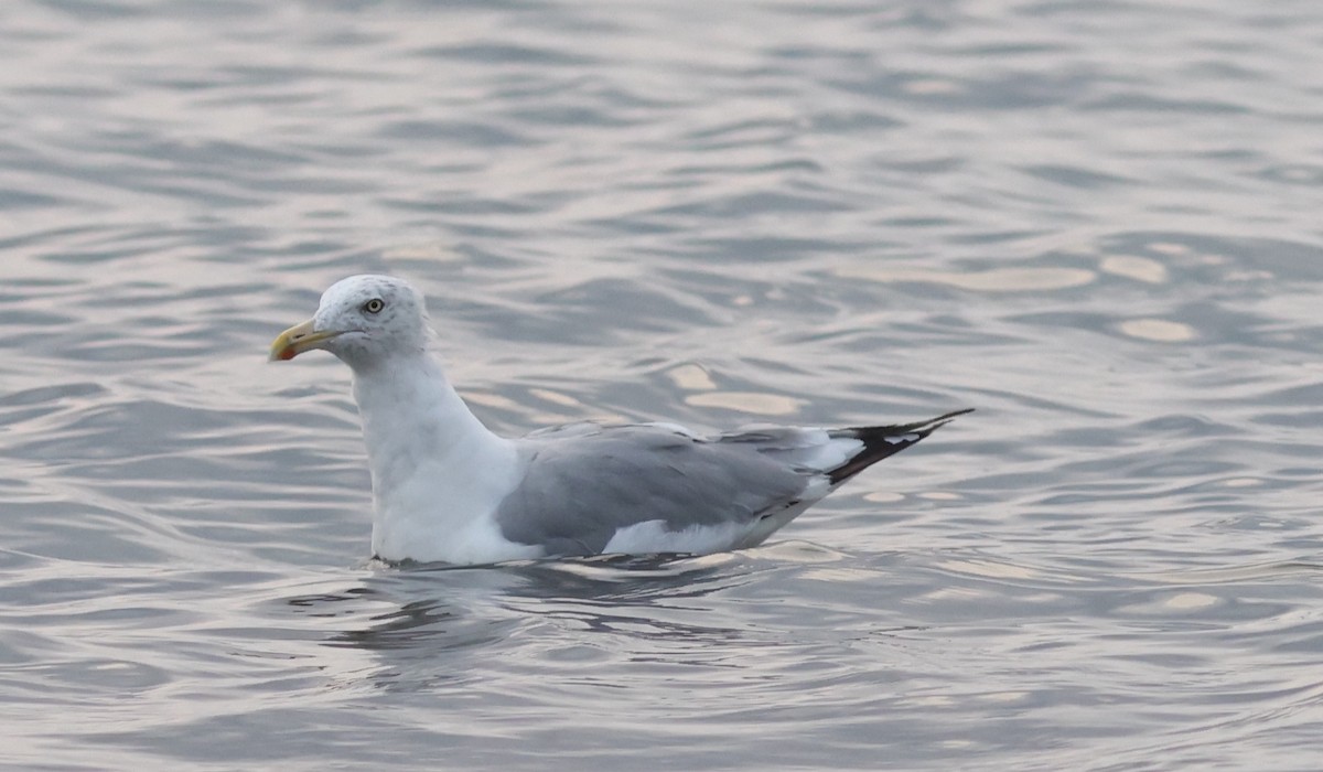 Herring Gull (American) - ML622604299