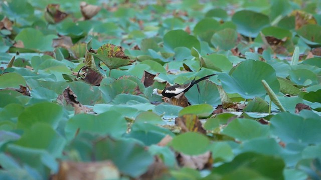 Pheasant-tailed Jacana - ML622604340