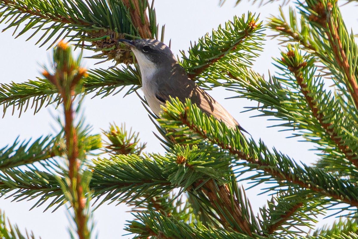 Lesser Whitethroat - ML622604383