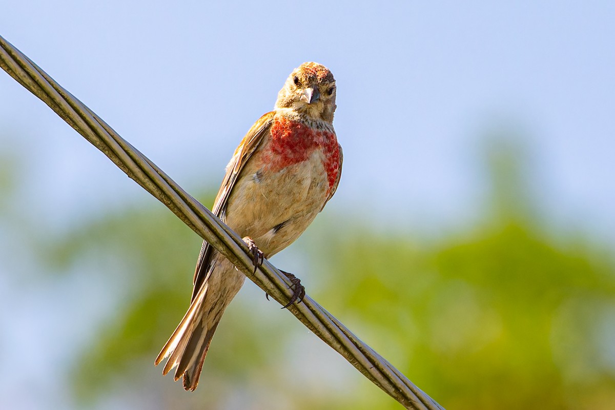 Eurasian Linnet - ML622604386