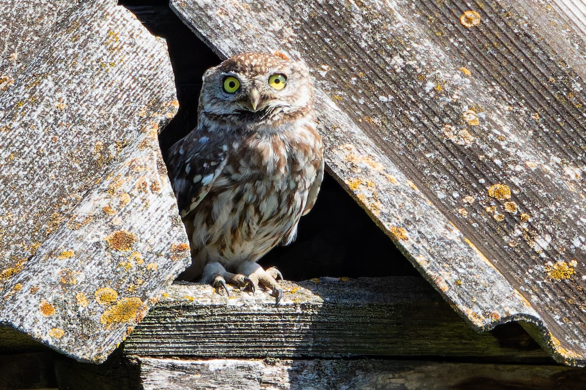 Little Owl - ML622604389