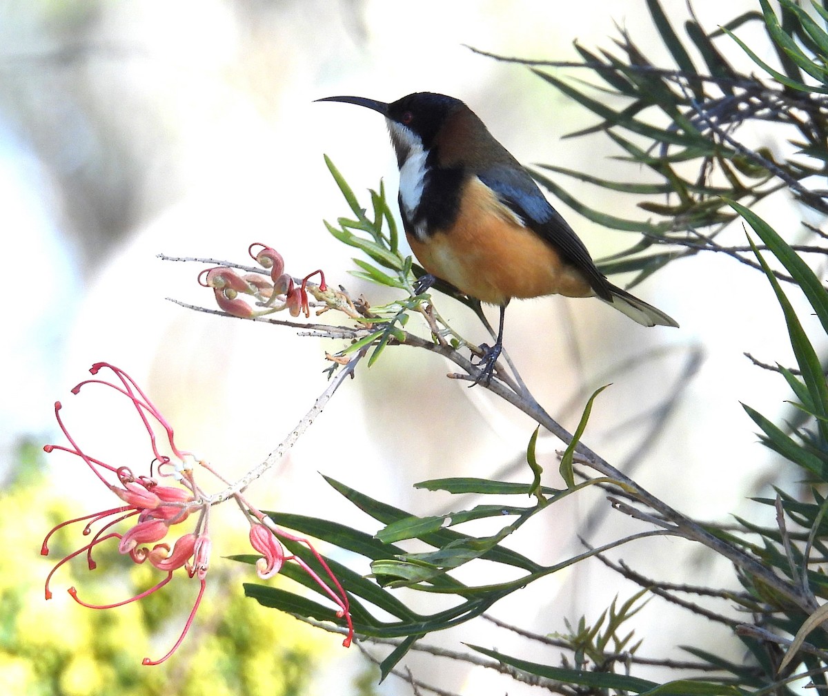 Eastern Spinebill - ML622604504