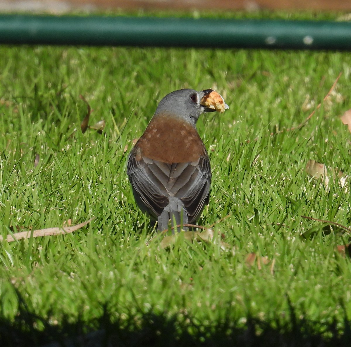 Gray Shrikethrush - ML622604510