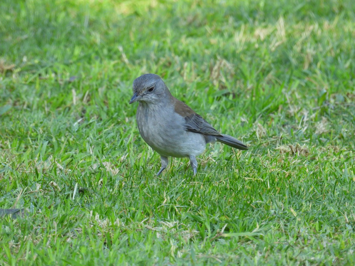 Gray Shrikethrush - ML622604511