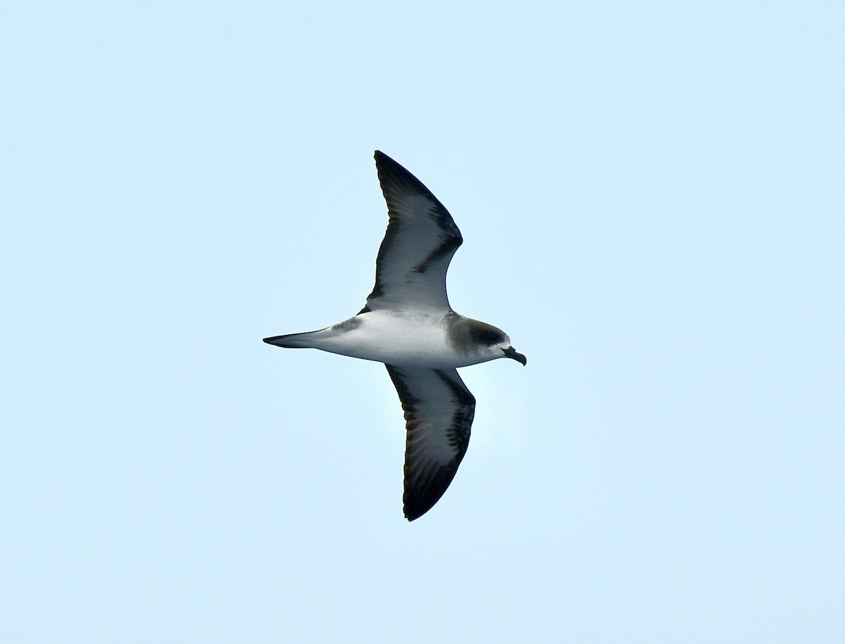 Barau's Petrel - Andrew Holmes