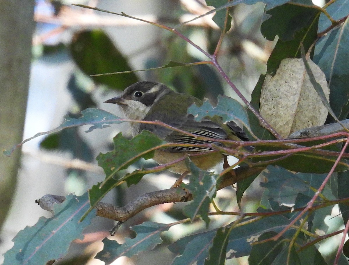 Brown-headed Honeyeater - ML622604523