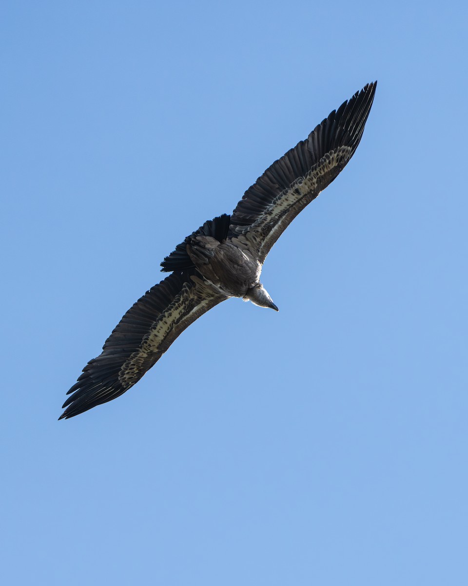 Rüppell's Griffon - ML622604618