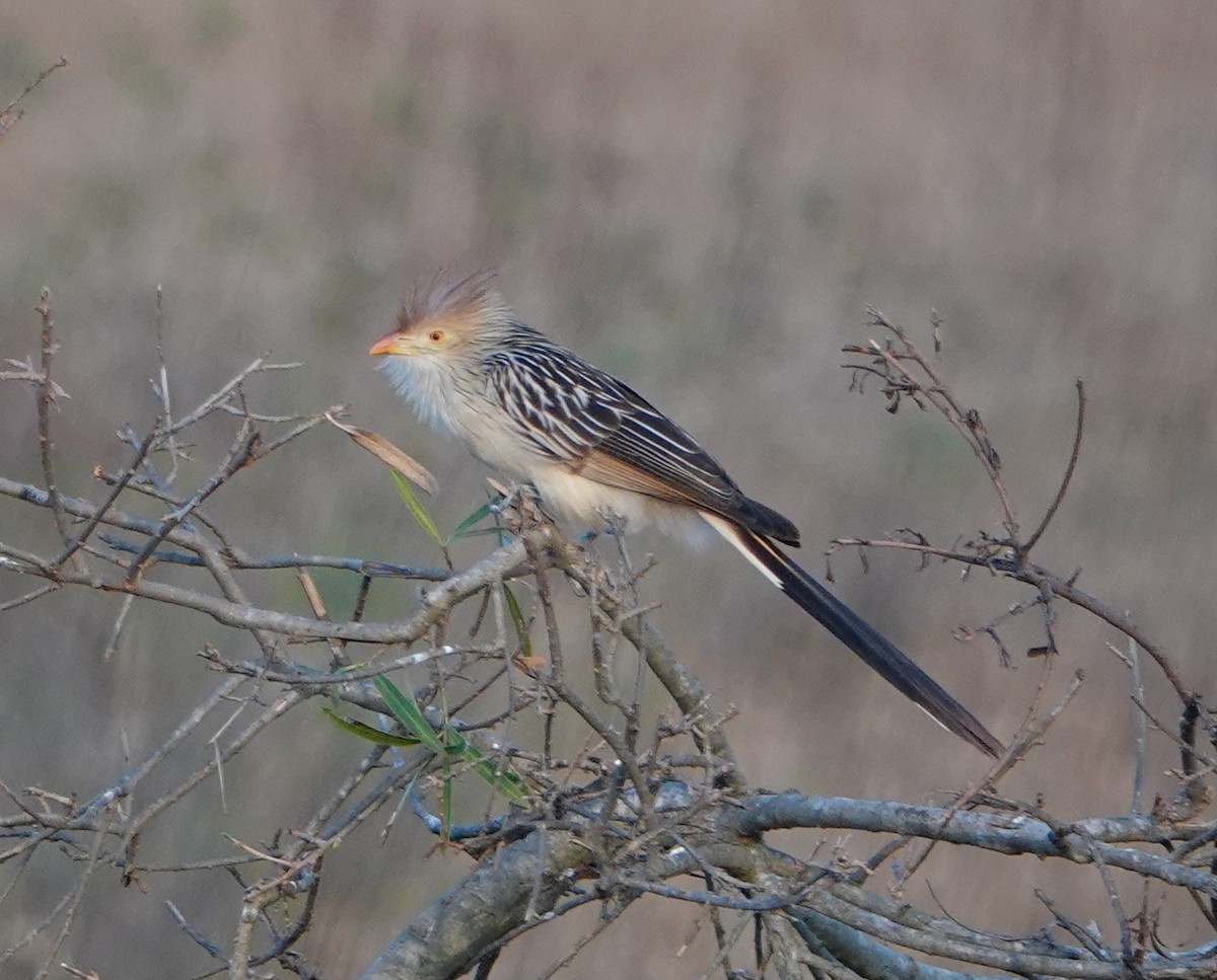 Guira Cuckoo - ML622604678