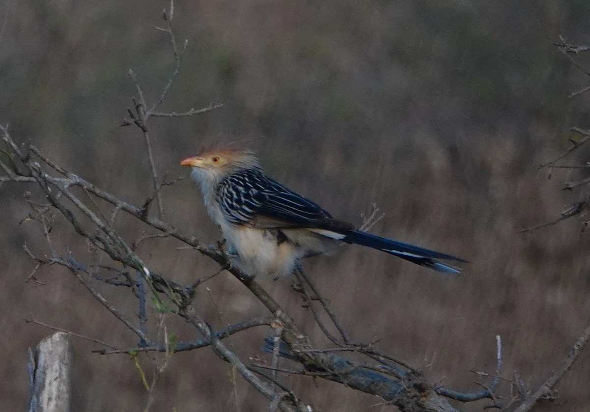 Guira Cuckoo - ML622604679