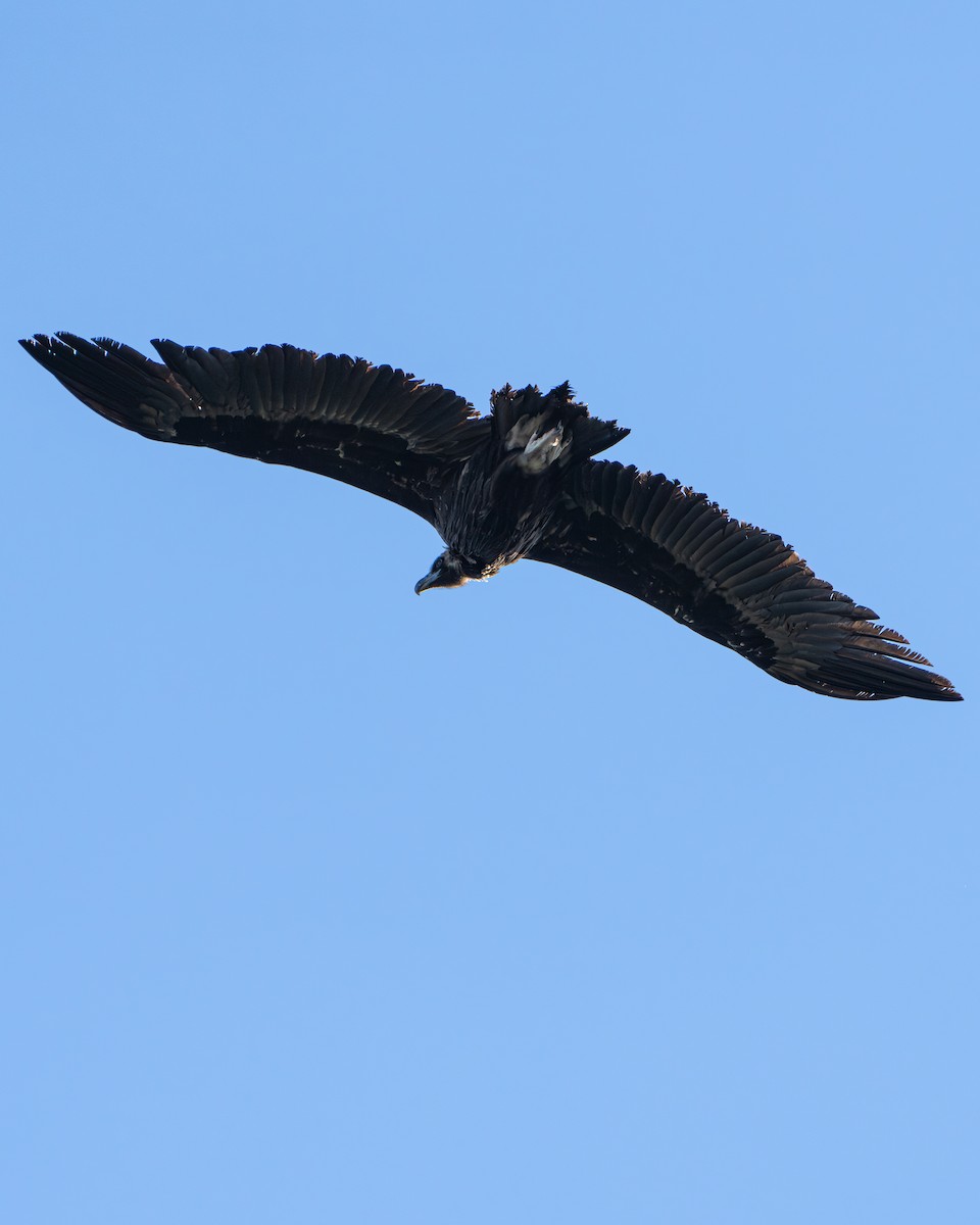 禿鷲 - ML622604709