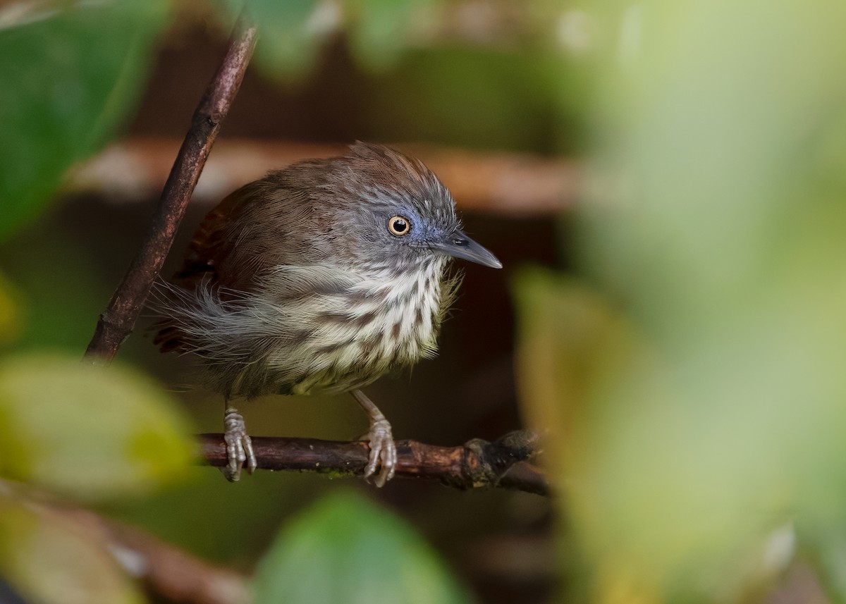 Bold-striped Tit-Babbler (Bold-striped) - ML622604773