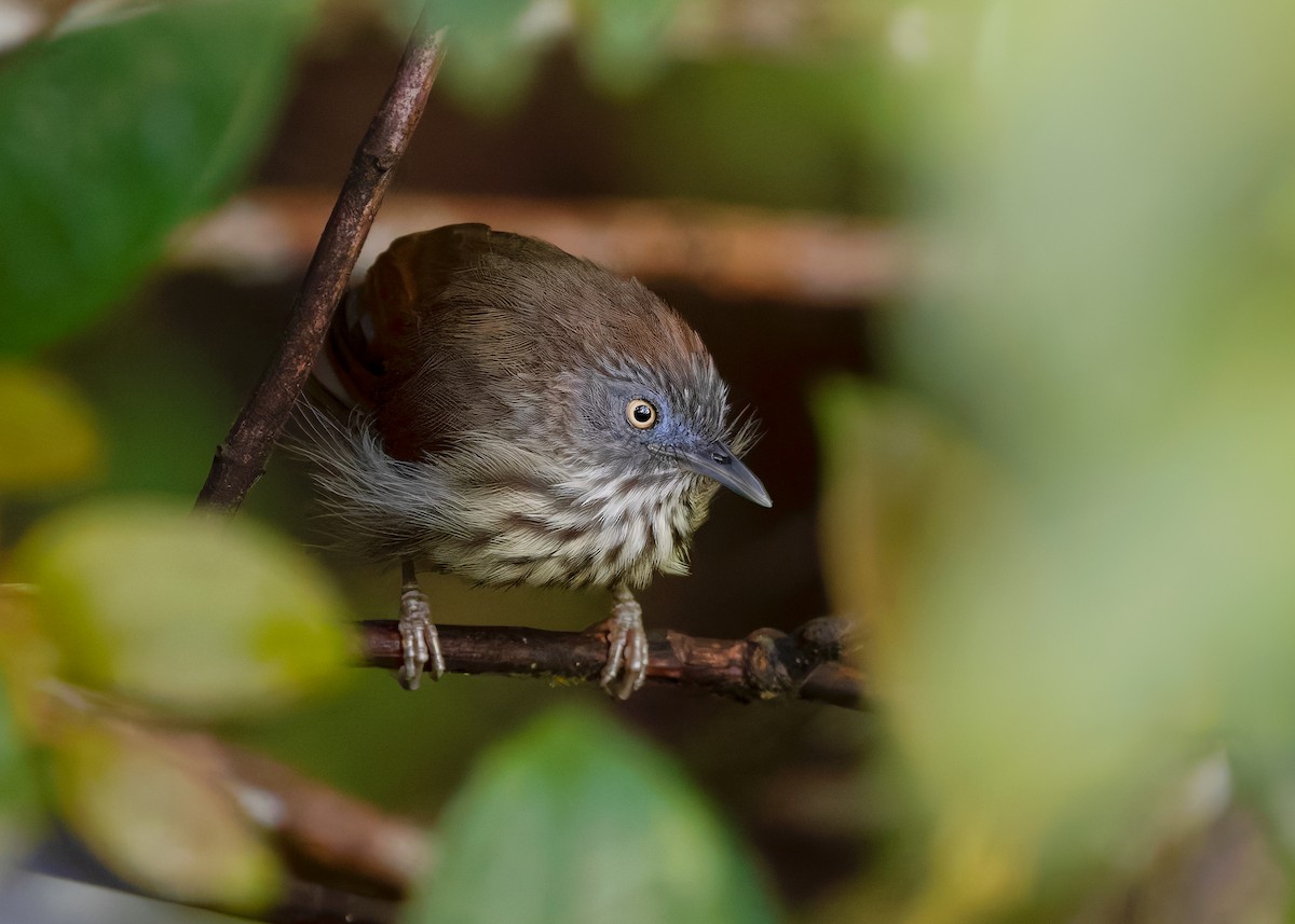 Bold-striped Tit-Babbler (Bold-striped) - Ayuwat Jearwattanakanok