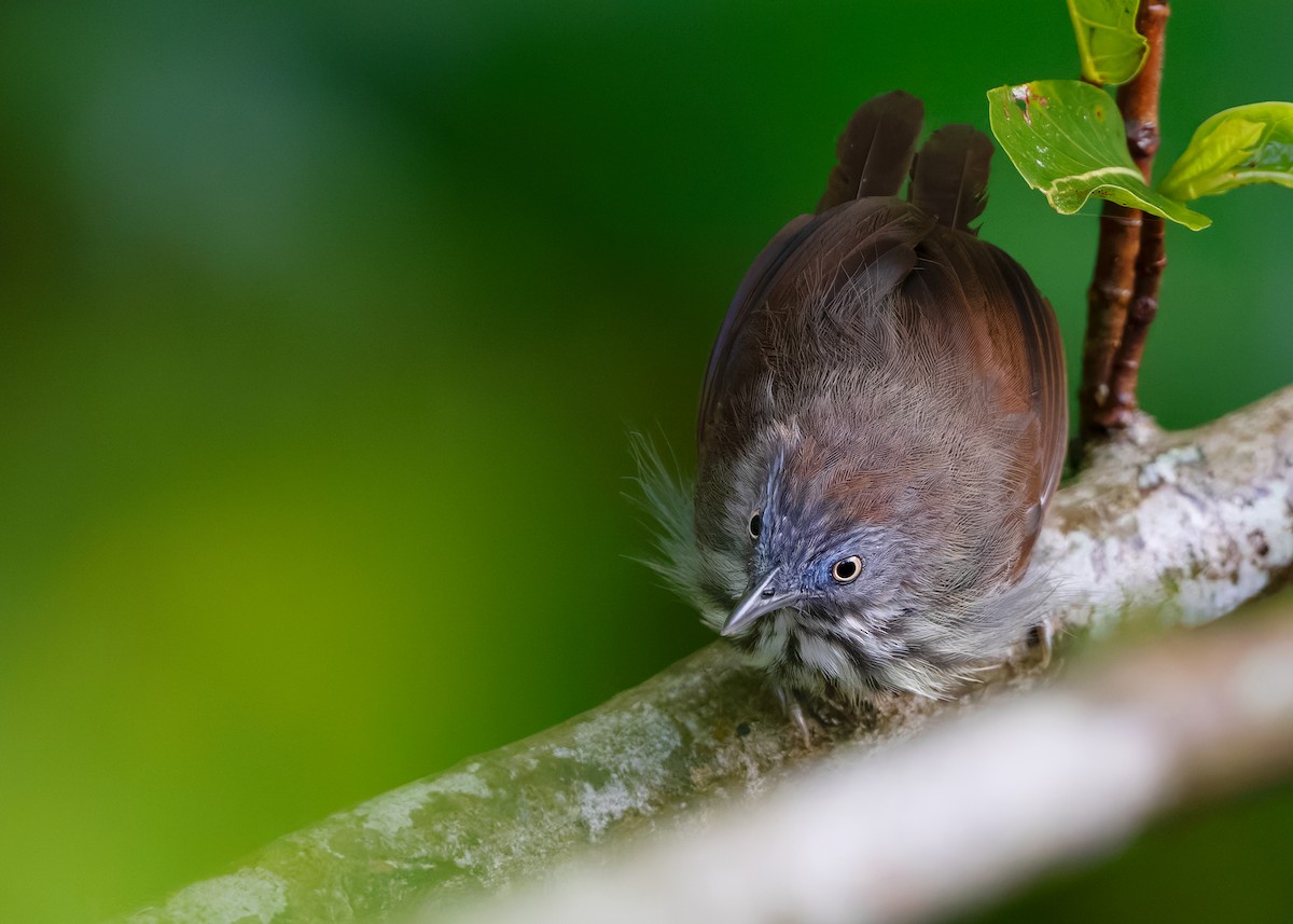 Bold-striped Tit-Babbler (Bold-striped) - ML622604775