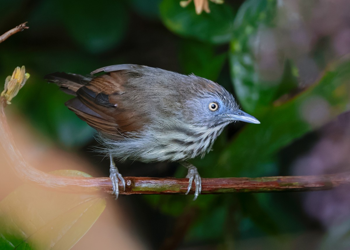 Bold-striped Tit-Babbler (Bold-striped) - ML622604776