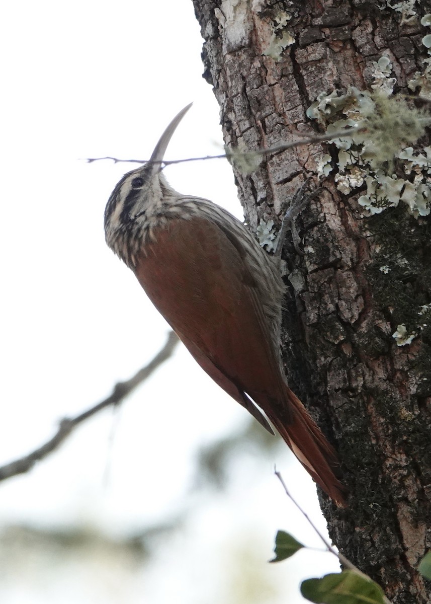 Narrow-billed Woodcreeper - ML622604797