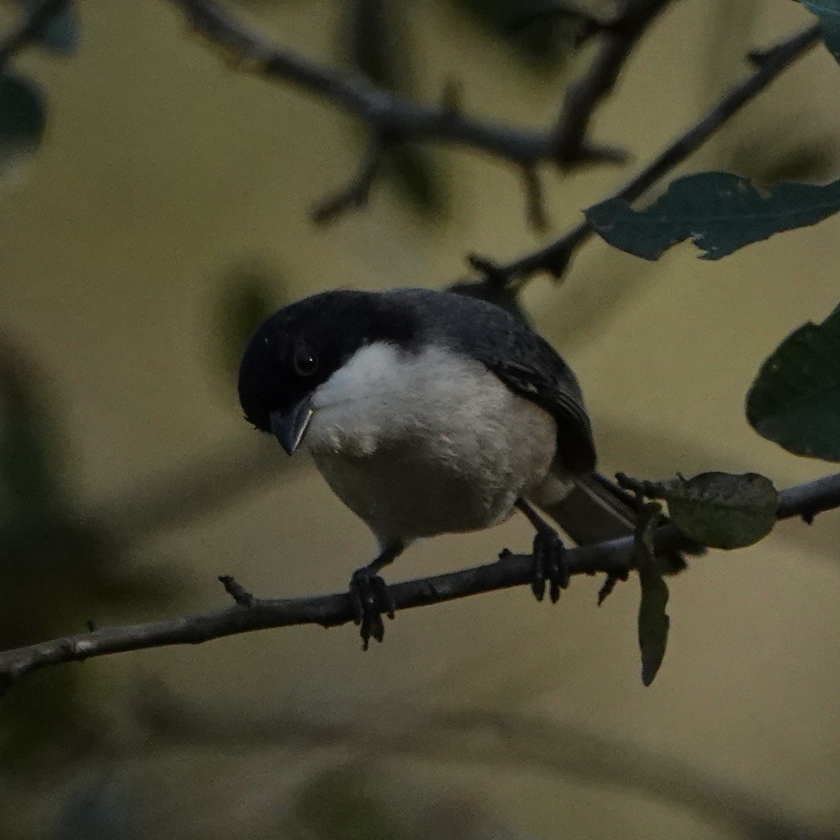 Black-capped Warbling Finch - ML622604801