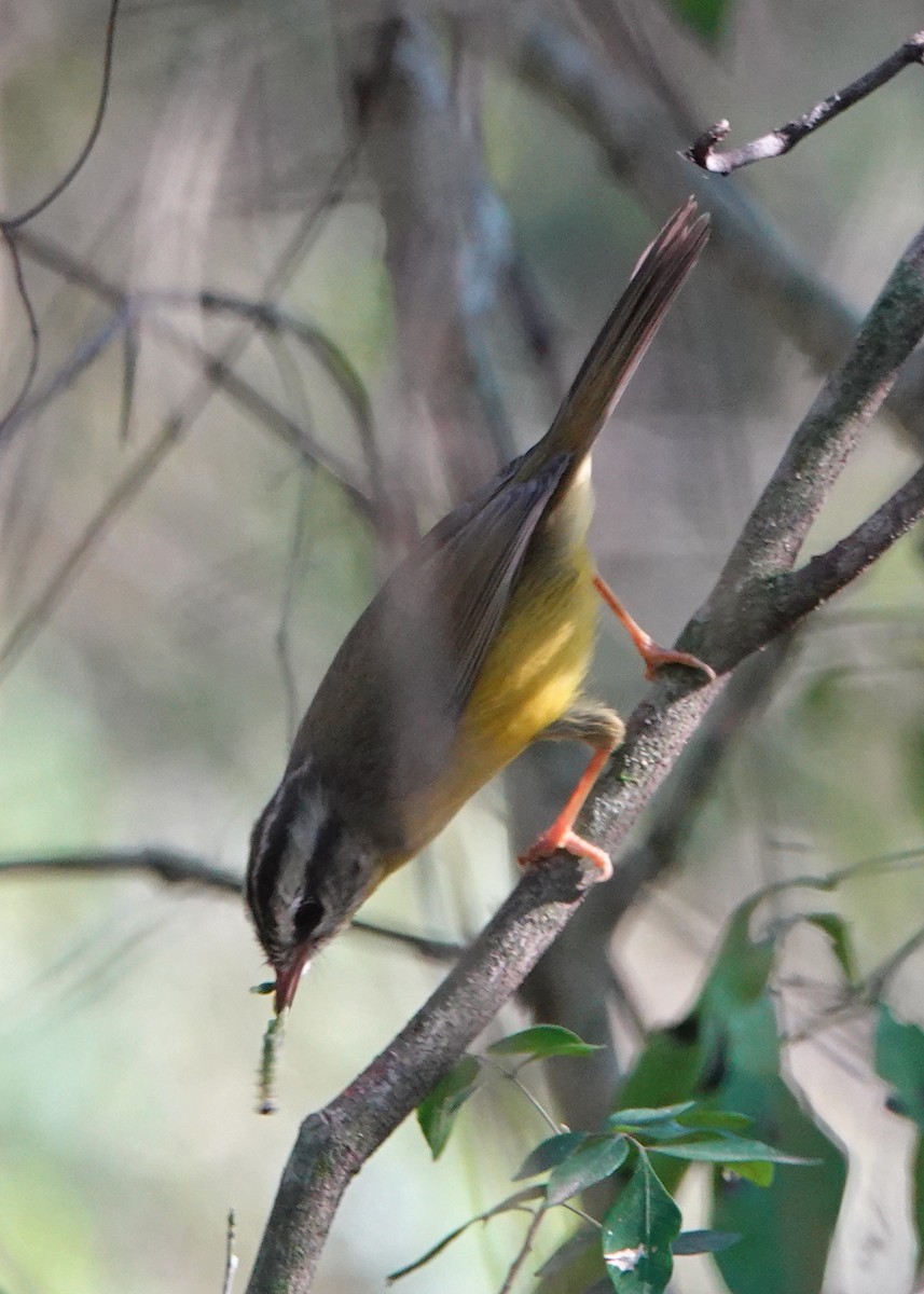 Golden-crowned Warbler - ML622604807