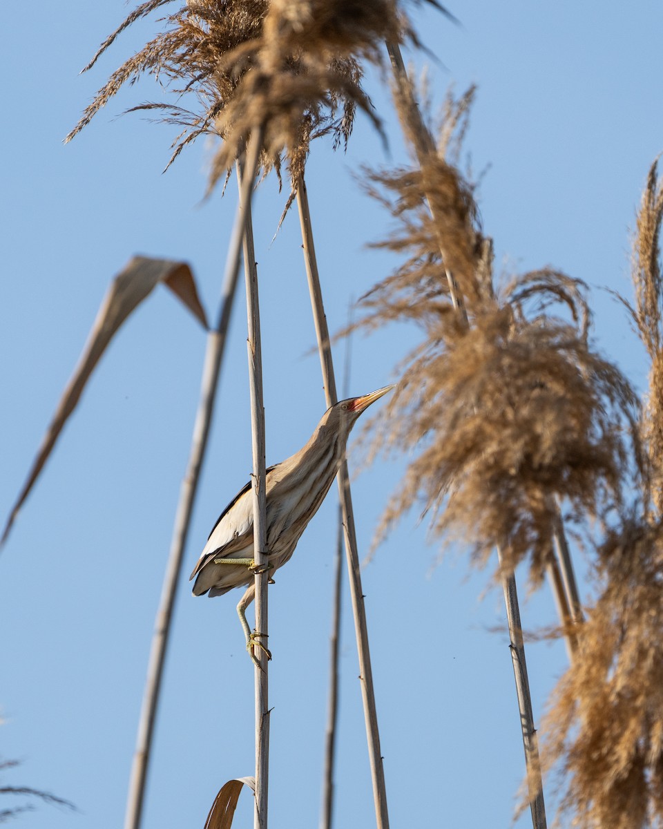 Little Bittern - ML622604822