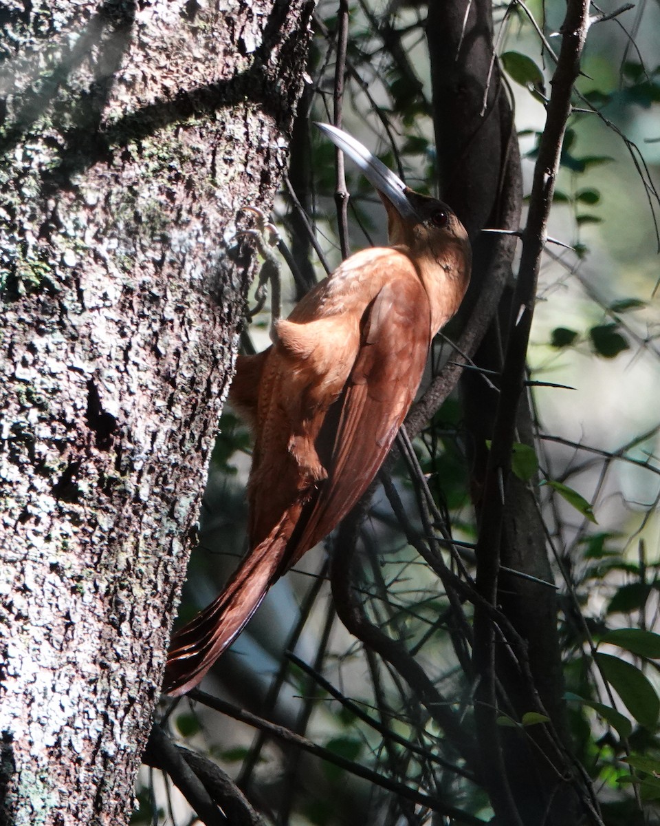 Great Rufous Woodcreeper - ML622604823