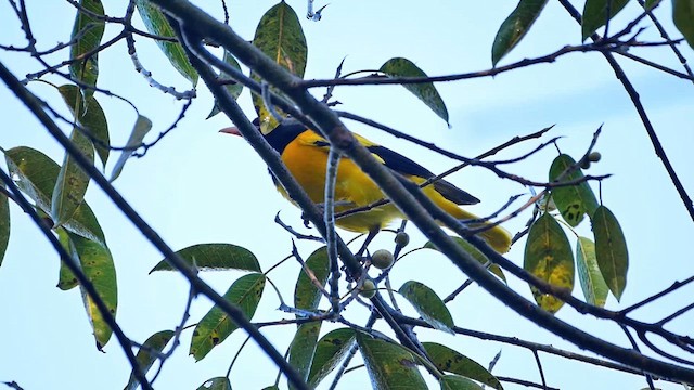Black-hooded Oriole - ML622604832