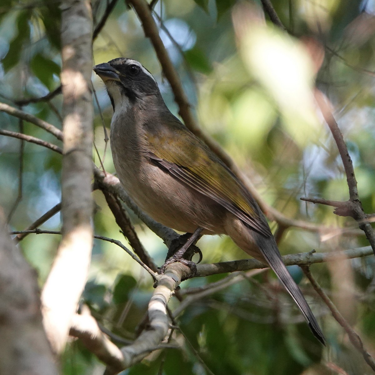 Green-winged Saltator - ML622604834