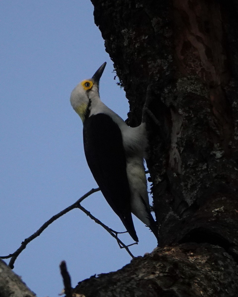 White Woodpecker - ML622604837