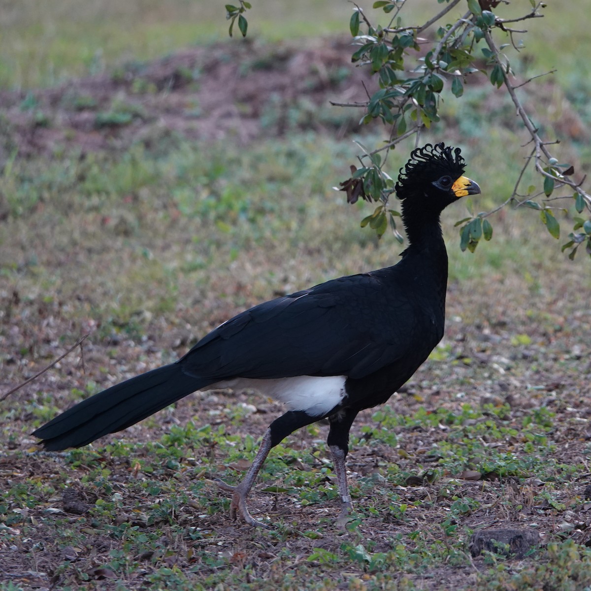 Bare-faced Curassow - ML622604866