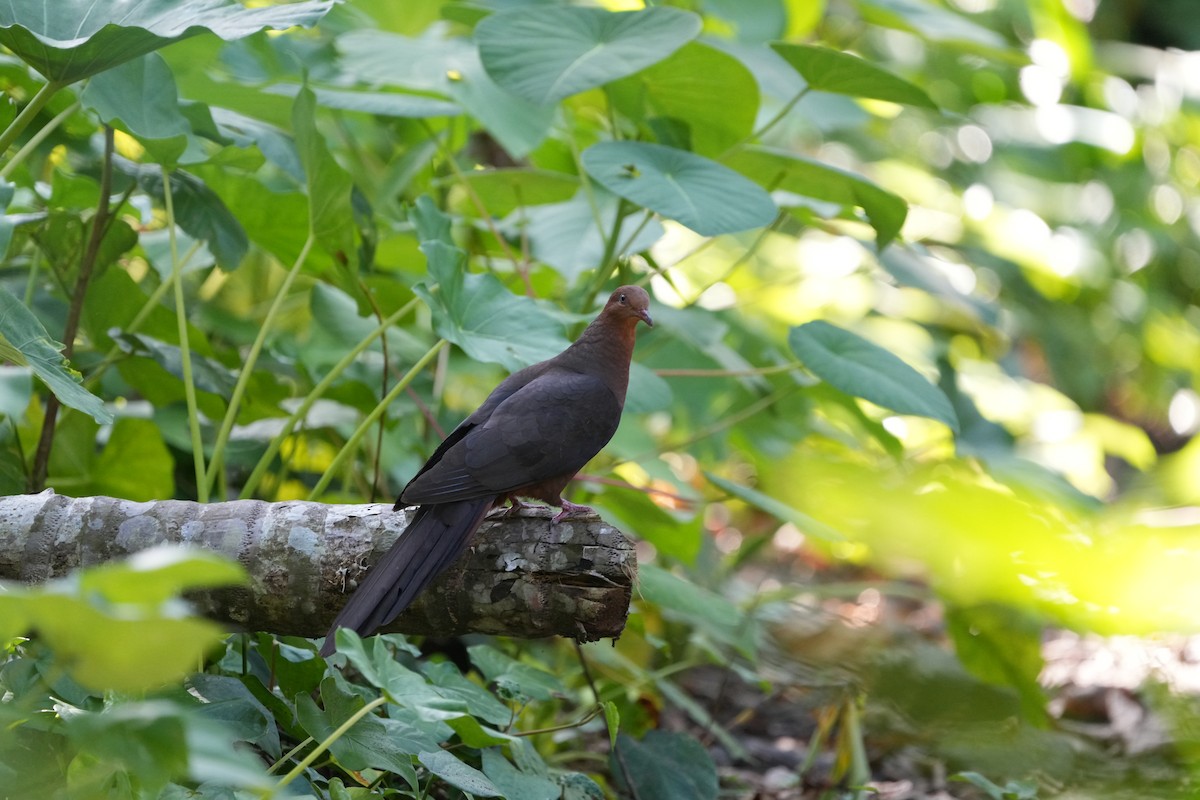 Philippine Cuckoo-Dove - Chun-Chieh Liang