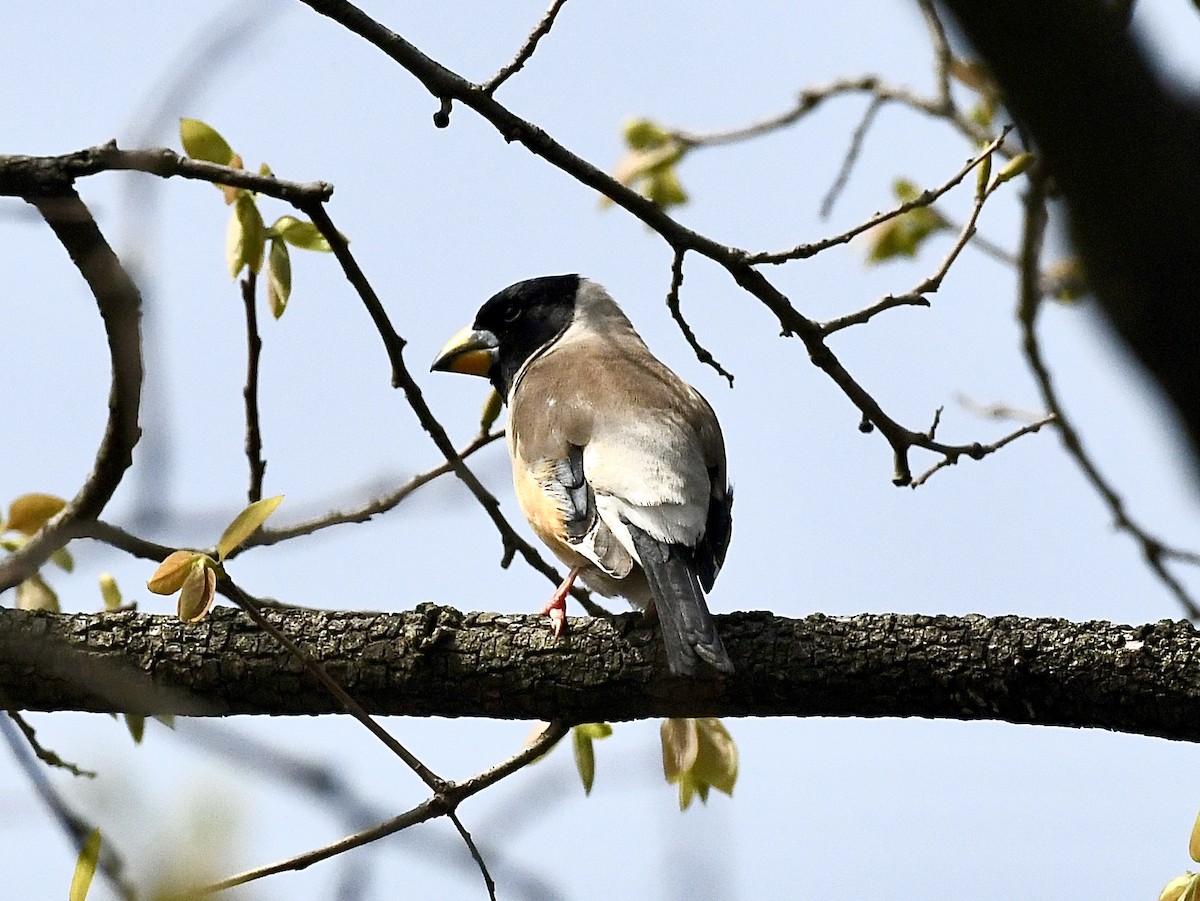 Yellow-billed Grosbeak - ML622604894