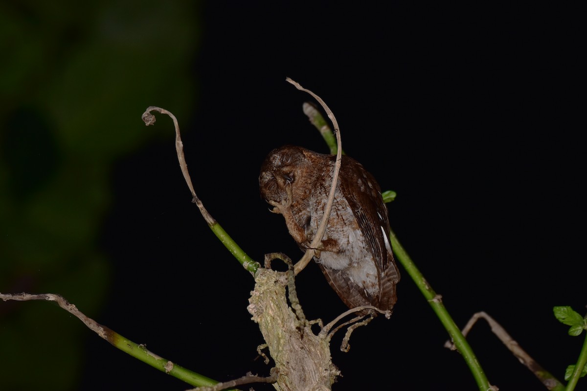 Ryukyu Scops-Owl - ML622604905