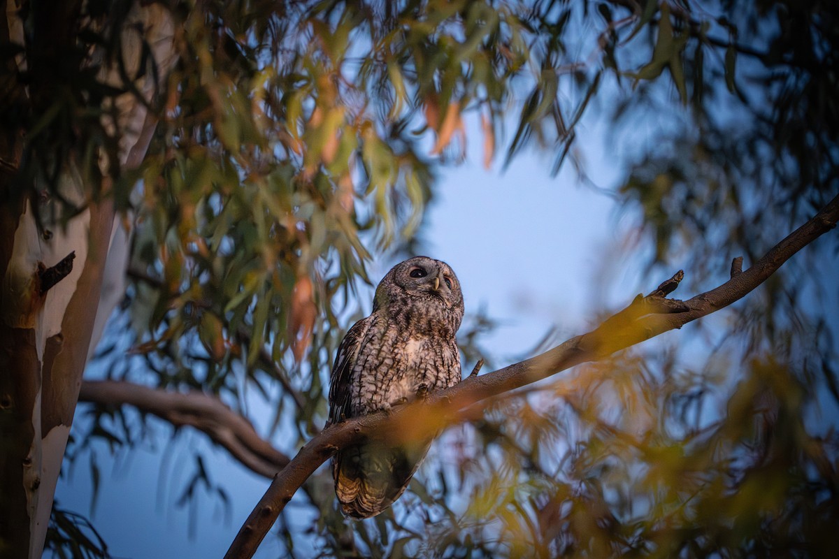 Tawny Owl - ML622604909