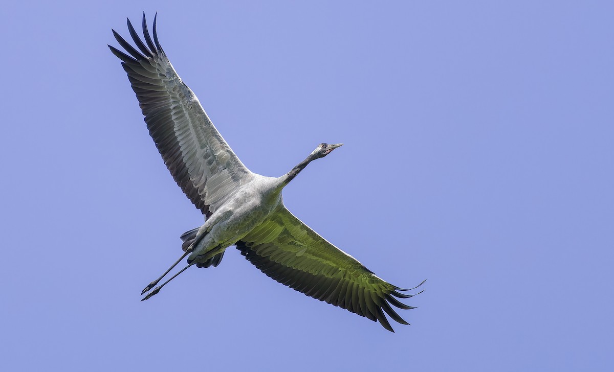 Common Crane - Matti Rekilä